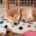 子犬の留守番はいつから？必要な準備とトレーニング方法を解説