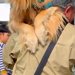 アウトレットで『エスカレーター』を怖がる大型犬→仕方ないので抱っこをして…人間の子どものような光景に「甘えん坊さん」「パパお疲れさま」の声