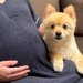 今月出産予定の妊婦さん→ママのお腹に『赤ちゃんがいる』と気付いた犬が…涙溢れる『まさかの行動』が27万再生「泣けた…」「神秘的で感動」