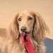 なぜ他の犬や人に吠えるの？愛犬の本心とは｜LAYLAのペットリーディング