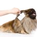 【獣医師監修】ペキニーズは抜け毛が多い？換毛期や抜け毛対策・お手入れ方法を解説