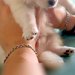 赤ちゃん犬を抱えていたら、手の中で眠ってしまい…眠さの限界を迎えて見せた『ぬいぐるみすぎる光景』に悶絶「めちゃかわいい…」「天使がいる」