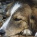 犬のアレルギー検査の費用はどのくらい？必要性は？検査方法についても