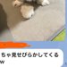 犬を預けた友人からLINE→『めっちゃ見せびらかしてくるｗｗ』と写真がきていて…あまりにも可愛い『自慢の表情』に反響「お友だちも素敵」