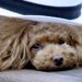 老犬の嘔吐は何かの中毒？病気が原因？