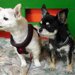 犬の耳ダニの特徴や症状、取り方や治療法について