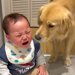 空腹で泣く赤ちゃん→大型犬が一生懸命に慰めようと…とんでもなく尊い光景が泣けると152万再生「なんて愛情深い子」「優しいお兄さん」と絶賛