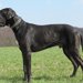 グレートデンの性格や特徴、飼い方からしつけまで