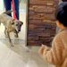 手術のために入院していた犬→1週間ぶりに家族と再会したら…愛にあふれた瞬間に感動続々「素敵なご家族」「泣きそう」「とっても嬉しそう」