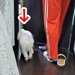 息子の部屋に犬が連れていかれた結果→出てきた瞬間…まさかの『衝撃の変貌』が239万再生「ドラゴンボールで草」「不良になって戻ってきたｗ」