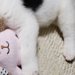 犬の譲渡会で震える『生後1ヶ月の赤ちゃん犬』→ひとりぼっちだったので、お迎えした結果…嘘のような『現在の光景』に「立派」「愛がわかる」の声
