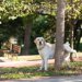 犬用のマナーベルトってなに？その役割やおすすめの使い方