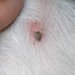 犬のダニ・ノミの取り方や駆除と予防方法について