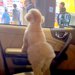 車に乗ってパパを迎えにきた犬→通りすぎる人を毎回『パパかどうか』確認して…尊すぎる『見つけた瞬間の光景』が20万再生「癒された」と絶賛