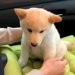 お迎え直後の『小さな赤ちゃん犬』→車で帰っていたら、お膝の上で…とんでもなく尊い光景が220万再生「幸せな犬生を」「可愛すぎて大変」