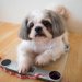 【獣医師監修】シーズーの体重は何kg？成犬の平均・標準体重、子犬の月齢別推移や太りすぎの見分け方を解説
