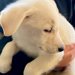 施設の隅で震えていた『人が苦手な保護子犬』を飼った結果→1年間、愛情を注ぎ続けたら…『まさかの変化』に反響「運命の出会い」「よかった」