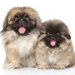 【獣医師監修】ペキニーズの体重は何kg？成犬の理想体重・子犬の体重推移と適正体重の見分け方