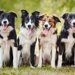 ボーダーコリーの犬種情報