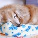 老犬の最期に訪れる症状とは？飼い主にできること