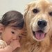 歩く練習をする『１歳の女の子』→疲れて眠くなったら大型犬に…とんでもなく尊い『優しさに溢れた光景』が46万再生「可愛すぎ」「人間みたい」