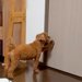『行動に思わず涙…』息子が使っていた部屋を、犬が『開けて』と訴えた結果→中に入ると…あまりにも切ない光景が127万再生「大好きなんだ」