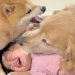 1歳の女の子が『遊んでいる2匹の犬に割り込んだ』結果→犬が『危ない』と察して…『まさかの行動』が22万再生「母性愛」「言葉理解してる」