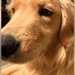 大型犬のヒゲがなぜかチリチリに…1ヶ月後に判明した『まさかの理由』に爆笑「電車で見ちゃダメ」「可愛いけど痛そうｗ」と69万再生