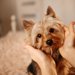 ヨークシャーテリアの体重はどれくらい？子犬から成犬までの平均と理想的な管理方法