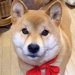 寝る時間になったので『もうねんねだよ』と犬に伝えた結果…人の子のような『愛に溢れている光景』が87万再生「賢すぎ」「会話が成立してる」
