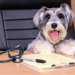 【獣医師監修】ミニチュアシュナウザーがかかりやすい病気は？症状・受診の目安や予防法まで解説