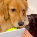 産まれたての『3匹の赤ちゃん保護猫』→大型犬が『怖がらせないように』と…尊すぎる光景が13万再生「愛くるしくてたまらん」「優しい目…」