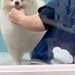 トリミング中の犬をお迎えに行った結果→ガラス越しに『ママだ』と気付いた瞬間…あまりにも尊い『表情』が15万再生「かんわいぃ」「笑ってる」