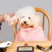 トリミングが必要な犬種と必要ない犬種の違い
