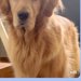 姉から突然のLINE→開いてみると『ご飯を催促する大型犬』が送られてきて…わかりやす過ぎる『表情』に2万いいね「顔ｗｗ」「早すぎて草」