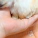 『極小の赤ちゃん犬』がお腹いっぱいになった結果→手のひらに乗せると…とんでもなく尊い『サイズと表情』が44万再生「天使」「おもちゃみたい」