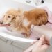 犬にドライヤーをかける方法とおすすめの商品10選