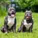 アメリカンブリーってどんな犬種？特徴と性格や飼い方・価格相場まで解説