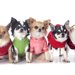 犬服のおすすめブランド人気ランキング10選！犬の服の選び方・口コミなどを紹介