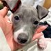 『華奢な赤ちゃん犬を飼った』と思っていたら…１年後→完全に別の犬？衝撃的なビフォーアフターに反響「うちの倍あるｗ」「デカグレかっこいい」
