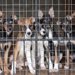 不要な犬を回収する制度を知っていますか？