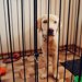買うべきではない『犬のケージ』の特徴２選
