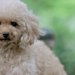犬用バリカン！ 選び方やおすすめの商品を紹介