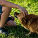 犬が撫でられて嬉しいところとは？尻尾の付け根？嫌なところも