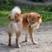 犬のお尻が臭い！原因と対策について解説