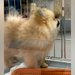 『800グラムの小さなポメラニアンを飼った』と思っていたら→現在は…衝撃的な『ビフォーアフター』が23万再生「立派ｗ」「アザラシかな？」