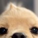 頭に『アホ毛』がある子犬→『ずっと残るだろうな』と思っていたら、シャンプーをすると…まさかの『第二形態』が25万再生「どっちにしろ可愛い」