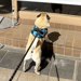 モスバーガーの前を通った犬→なぜか動かなくなり…まさかの『可愛すぎる理由』が103万表示「気持ちは分かるｗ」「新メニュー気になるね」