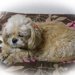 老犬の健康管理。すぐに病院に連れていくべき4つの症状