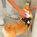 病院の診察室に自ら入っていく犬→『先生にご挨拶をした』と思ったら…まさかの『コントのような展開』が10万表示「スピード感最高」「笑った」